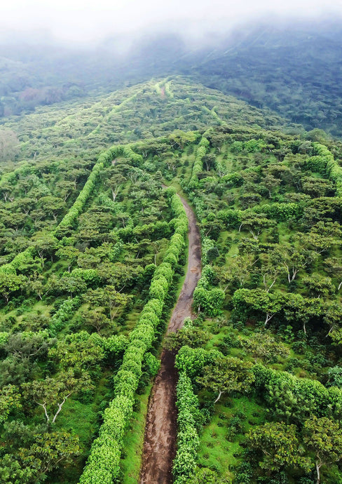 Unlocking Coffee's Flavor Secrets: The Guatemalan Connection