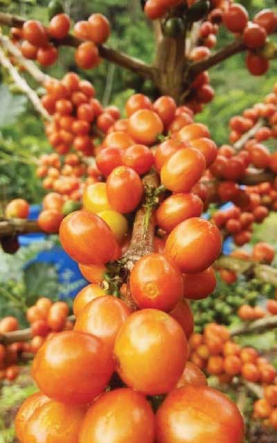 Unveiling the Magic of Bourbons Coffee: Pure Natural Flavors Await